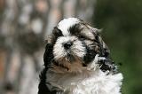 SHIH TZU 356